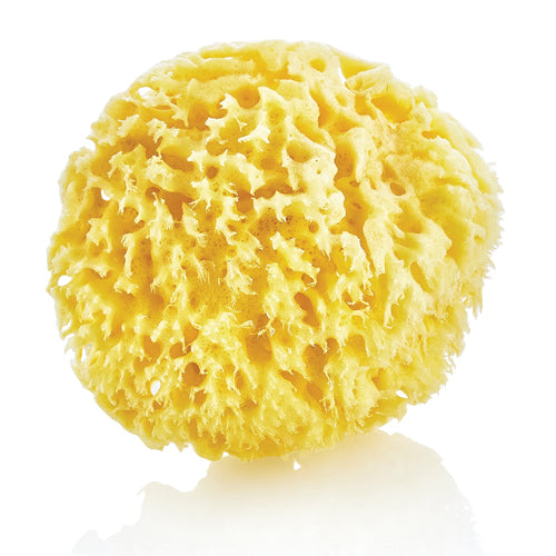 Natural Sea Sponge